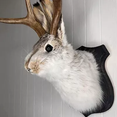 Bunny Head Shape Deer Hork Taxidermy Rabbit Ornament Animal Wall Mount Decor • £12.02