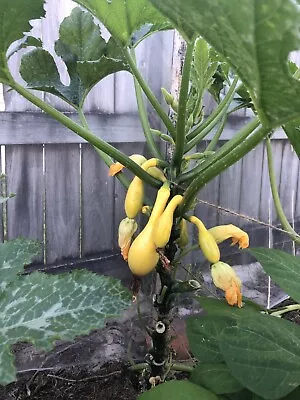 Zucchini Yellow Straightneck-15 Seeds • $5.30