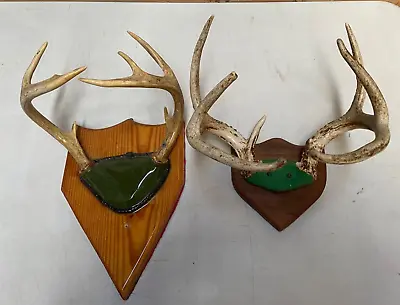 Vintage Whitetail Deer Mounts 8pt And 7pt Taxidermy Buck Antlers • $39