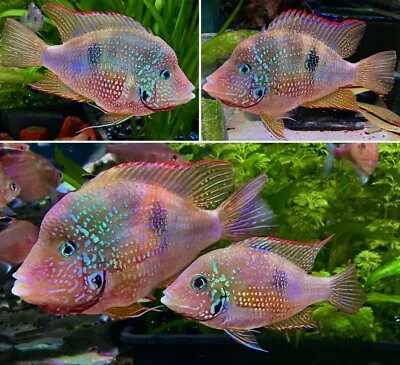 Ellioti Cichlid Thorichthys Rainbow Cichlid Fish • £9.99