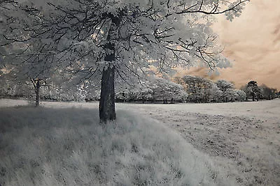 £145 • Buy Nikon D60 Infrared Converted 720nm Digital SLR Camera (Body Only) Infrared