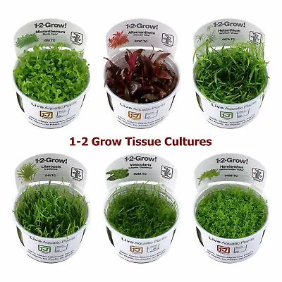 £7.95 • Buy In Vitro 1-2-GROW Live Aquarium Aquatic Plants Tissue Culture Tropica Aquascape
