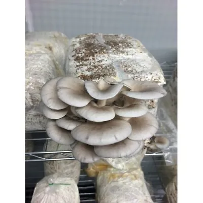 Grey Oyster Mushroom Kit Easiest Kit On The Market Grow Oyster Mushrooms • $34.95