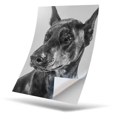 £2.99 • Buy 1 X Vinyl Sticker A5 - BW - Doberman Dog Portrait Puppy #39046