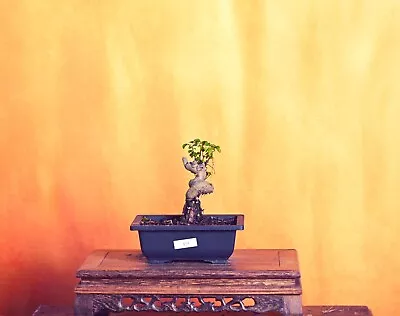 Outdoor Live Chinese Elm Bonsai Tree W/ Pot • $80