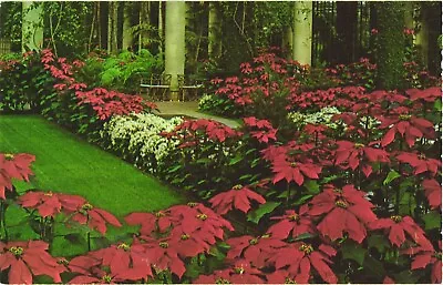 Poinsettias In The Main Conservatory Longwood Gardens Kennett Square Postcard • $2.75