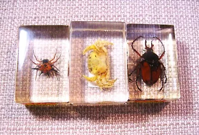 Vintage Lot Of 2 Insect Beetles & 1 Crab Taxidermy Acrylic Resin Cubes Lot 173 • $9