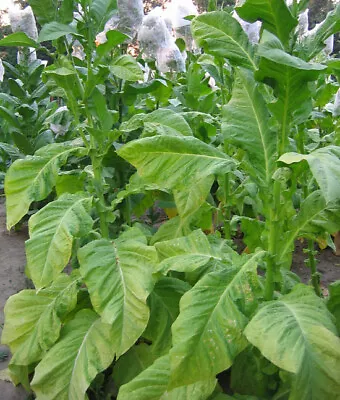 1000 Del Gold Tobacco Seeds ~ Heirloom ~ High Yield  ~ Fast Growing! • $3.99