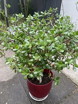 £150 • Buy Very Large Jade Money Plant Tree That Produces Cuttings