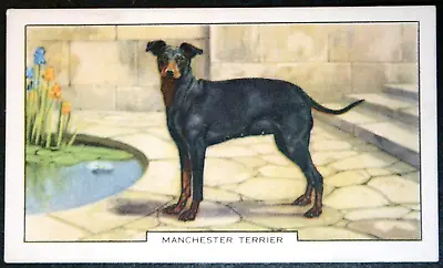 MANCHESTER TERRIER   Vintage 1938 Illustrated Colour Card  BD26 • £4.99
