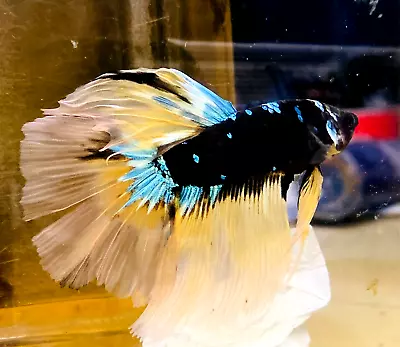 Live Betta Fish Halfmoon Avatar Yellow Nebula Gordon  Male #HS02 From Indonesia • $24