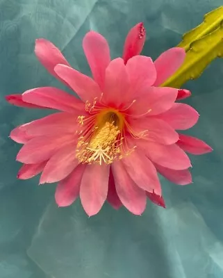 Epiphyllum Heaven Sent Pink Succulent Orchid Cactus Division Easy Garden Plant • $26.34