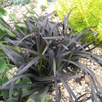 Ophiopogon Planiscapus Nigrescens Black Mondo Grass 9cm Pot Max Postage £5.90 • £2.99