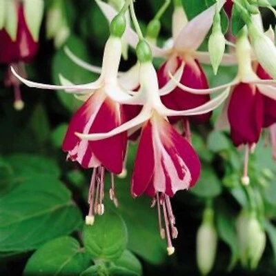 £4.20 • Buy 6 Trailing Fuchsia Frosted  Flame  Hanging  Basket Patio Plug Plants