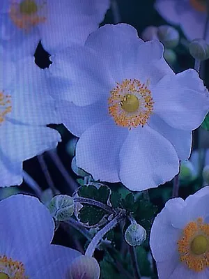 Japanese Anemone Honorine Jobert Plant In 13cm Pot Approx. White • £3.49