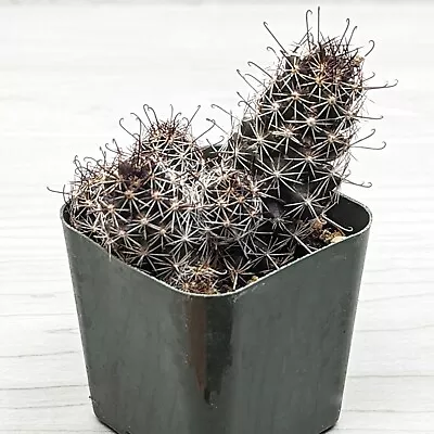 Cactus House Plant - Cochemiea (Mammillaria) Thornberi  Cactus - In 2  Pot • $4.50