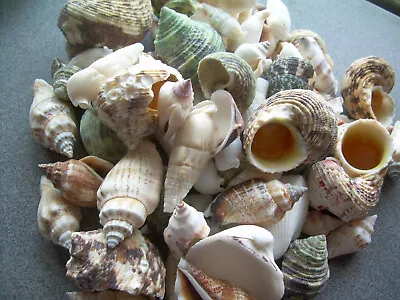 200+ Piece Pack Mixed Natural Sea Shells Crafts Aquarium Lot FREE Ship! • $19.72