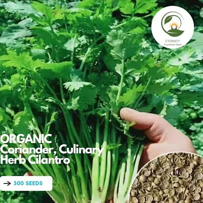 ORGANIC Coriander Culinary Herb Cilantro 250/300 Seeds OZ Grown • $2.99