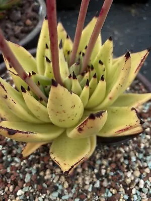 20x Seeds Echeveria Agavoides Ebony( Golden Maria) Rare • $10