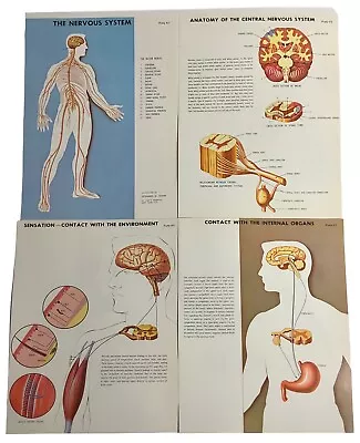 Vtg 70s The Nervous System Medical Anatomy Book Illustrations Images Lot • $16.14