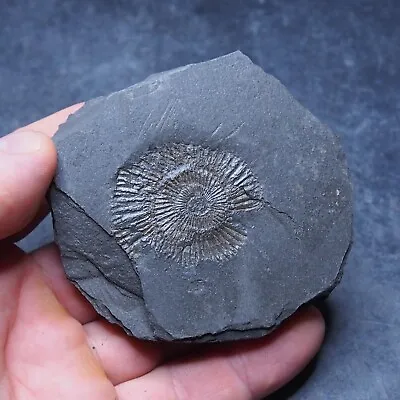 136g Dactylioceras AMMONITE Mineral Fossil Fossilien Ammoniten Germany 7 • $18