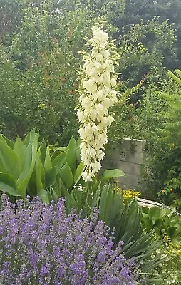 Yucca Filamentosa (adams Needle & Thread ) Mature Plant 2 Year's Old. • £9.99