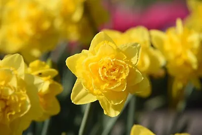 10x Narcissus Double Tete A Tete Dwarf Miniature Daffodil Spring Flowering Bulbs • £59.99