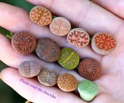 Plant - Lithops 10 Plants MIX Randomly（0.5 Inches）Living Stone • $12.99