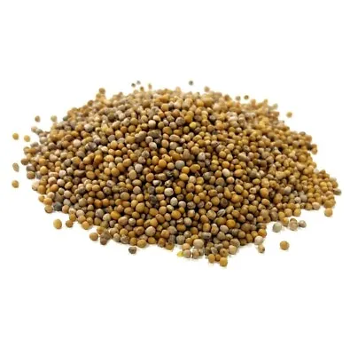 GREEN MANURE 5KG AGRICULTURAL MUSTARD SEED Sold By Maltbys' Stores 1904 Limited • £20.99
