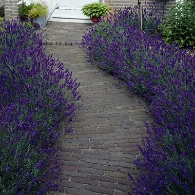 Lavender 'Hidcote' Plug Plants (x10) • £24.99