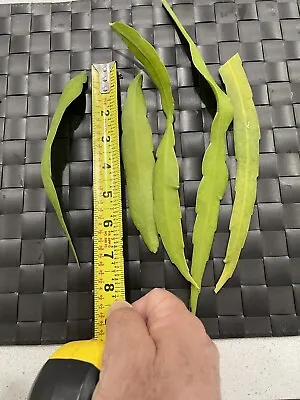 10 Cutting 15.00 $ Epiphyllum Orchid Cactus: Night-Blooming Cereus • $15