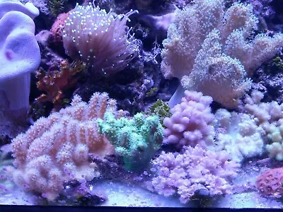 Soft Coral Frags Colonies Leather Toadstool Sarcophyton GSP Xenia Clove Marine • £12
