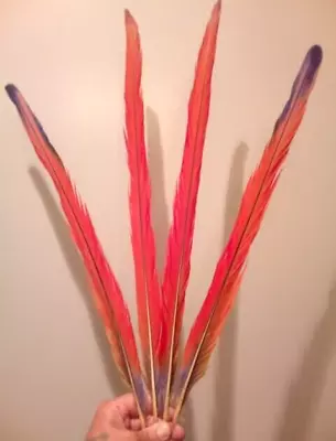 SCARLET MACAW Tail Feathers Native Craft Costume Fly Tying Pheasant Bird Parrot • $149