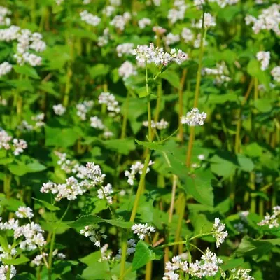 Thompson & Morgan Summer Green Manure 'Buckwheat' 1x Seed Packet • £3.49