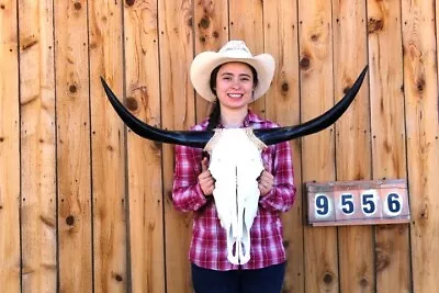 Steer Skull Polished Long Horns Mounted Art!! 2' 11  Cow Bull Longhorn H9556 • $164.95