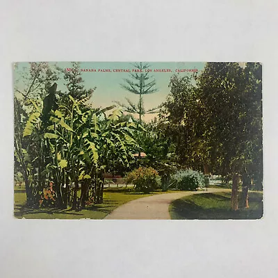 Postcard California Los Angeles CA Banana Palms Central Park 1910s Unposted • $1