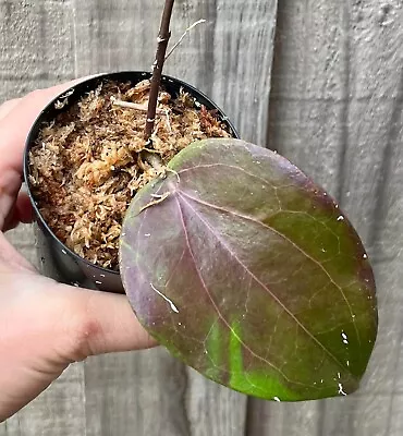 Hoya Pentaphlebia - IML 0391 - RARE Indoor Outdoor Wax Plant - Houseplant • $14.50