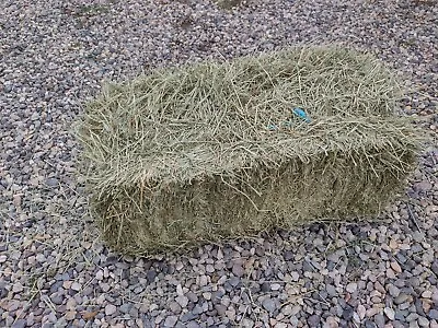 Beautiful 12lbs All Natural Montana's Finest Grass Hay Mix 2023 Second Cutting • $8