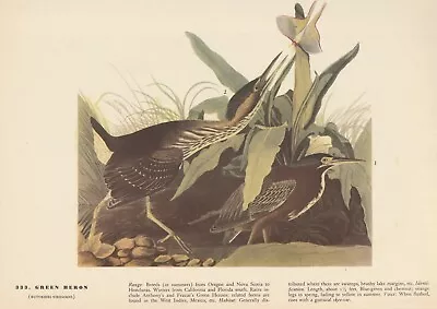 1942 Audubon Art Print 333 Green Heron. Vintage Bird Illustration • $9.49