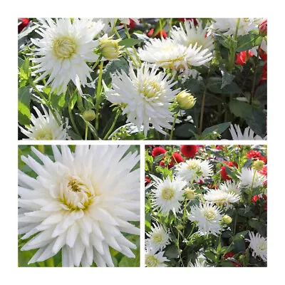 Dahlia Cactus My Love Tubers Grade L (Top Size) Creamy White Summer Flowers • £8.95