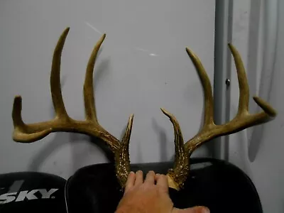 SWEET 5x5 153  WHITETAIL DEER RACK Antlers Mule Mount Taxidermy Elk   • $175