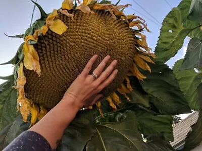 10+ Mammoth Grey Stripe Sunflower Seeds - Huge - Giant - Large Sunflowers -FRESH • $3