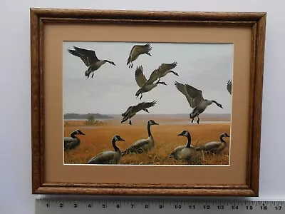 Maynard Reece FEEDING TIME-CANADA GEESE 11x14 Framed 3.5 518 • $35