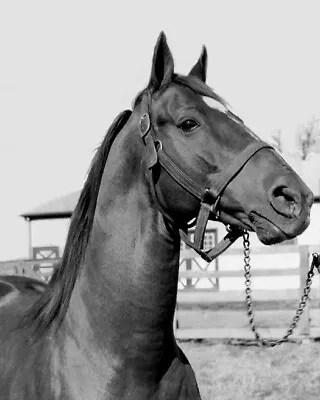 Champion Racehorse Man O War Thoroughbred  8x10 PHOTO PRINT • $6.99