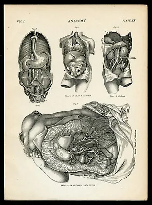 Vintage Anatomy Illustration - VITAL ORGANS - Ca. 1880 Encyclopedia Britannica • $32