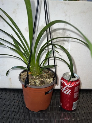 $45 • Buy Cymbidium. Mem. Checqueline Oyston Royale