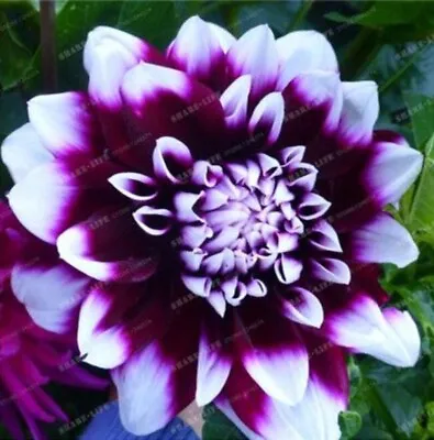 20 SEEDS For Purple White EDINBURGH DAHLIA Rare Flower Exotic Plant USA Seller • $7.75