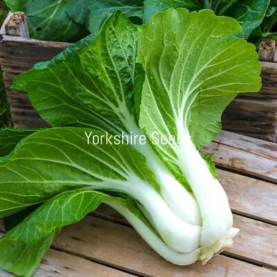Giant Pak Choi Chinese Cabbage White Stem Canton - 100x Seeds - Vegetable • £2.49