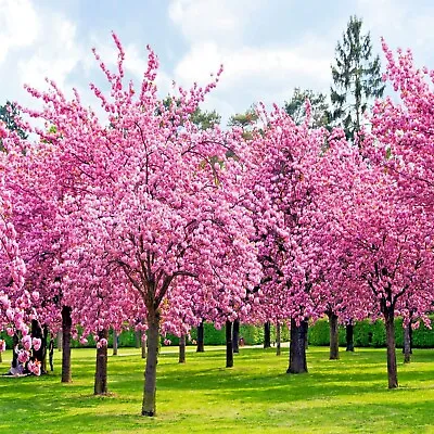 JAPANESE SAKURA CHERRY BLOSSOM TREE SEEDS (Prunus Sargentii) Hardy Flower Plant • $8.95