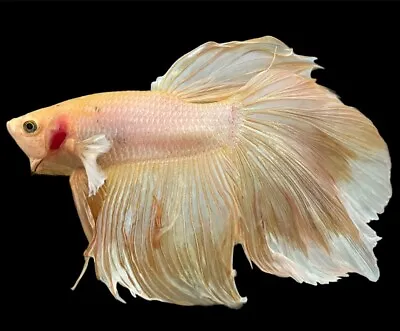 Gold Yellow Butterfly Fancy Halfmoon Male Betta Fish Tropical Aquarium • £18